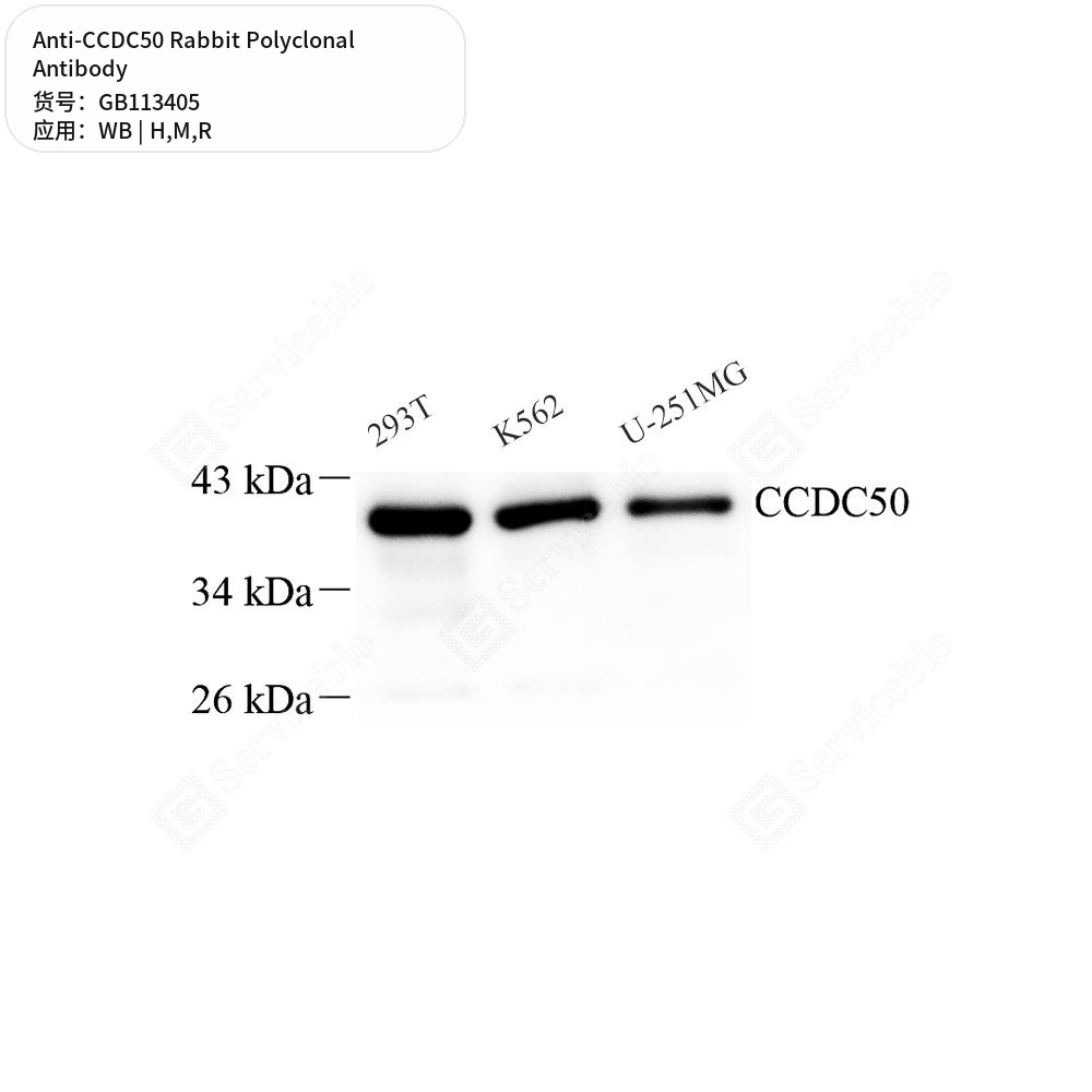 Антитела первичные, поликлональные кролика к CCDC50 крысы, мыши, человека, 100 мкл