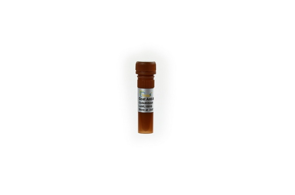 Антитела вторичные козы к IgG мыши (H+L) ProteinFind, PE, 100 мкл