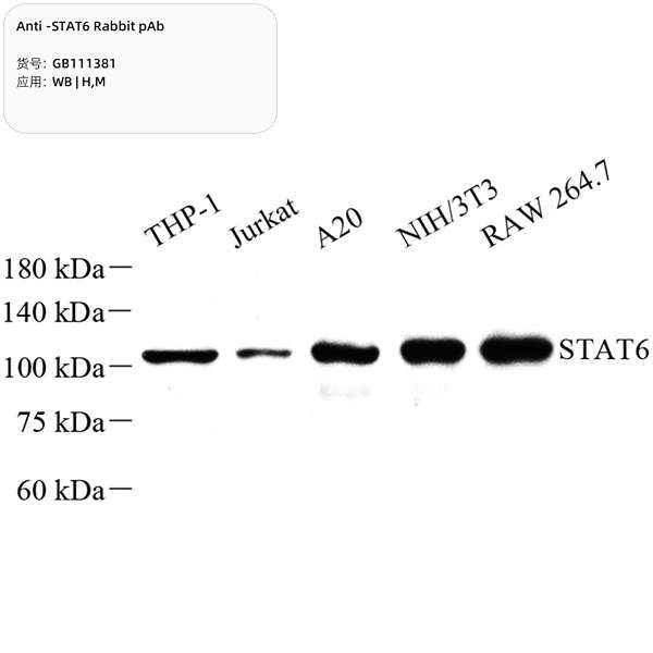 Антитела первичные, поликлональные, STAT6, 100 мкл