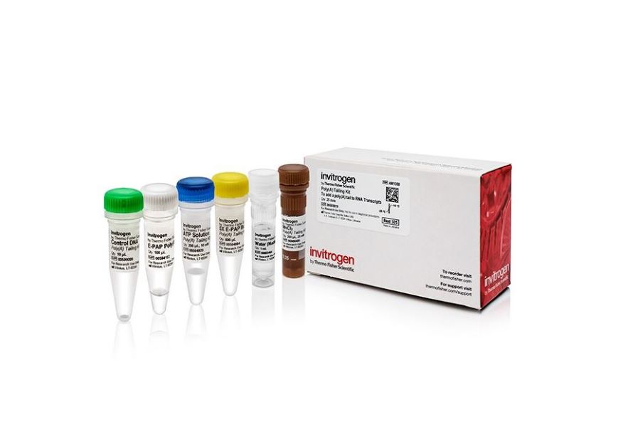 Набор для добавления поли(A)-хвоста длиной ≥150 оснований к транскриптам РНК, 25 реакций