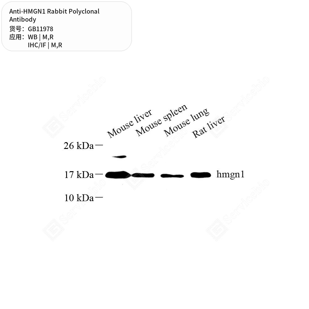 Антитела первичные, поликлональные кролика к HMGN1 крысы, мыши, 50 мкл