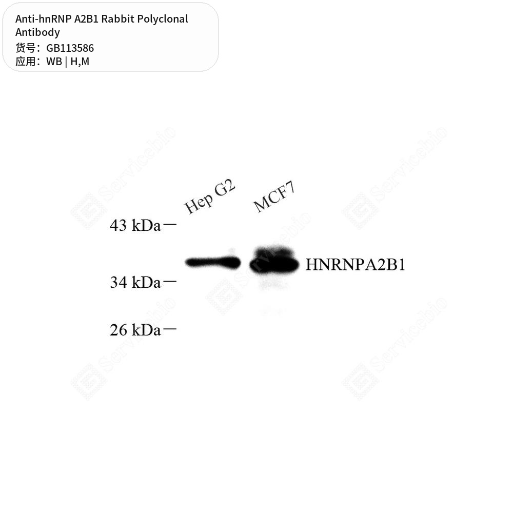 Антитела первичные, поликлональные кролика к hnRNP A2B1 мыши, человека, 100 мкл