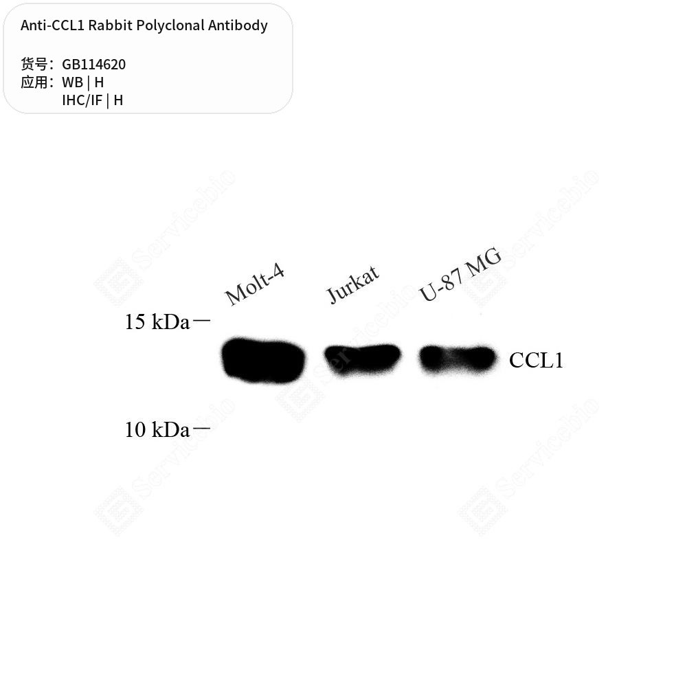 Антитела первичные, поликлональные кролика к CCL1 человека, 50 мкл