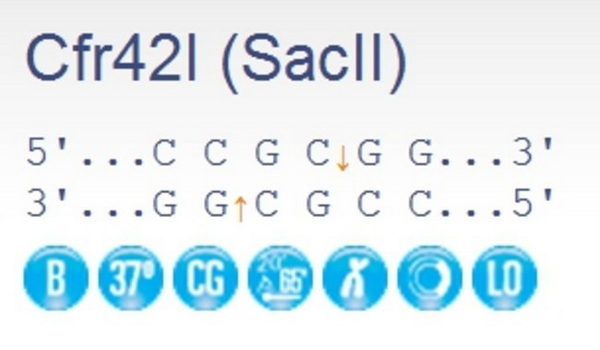 Эндонуклеаза рестрикции Cfr42I (SacII), 10 ед/мкл, 5 x 1200 единиц