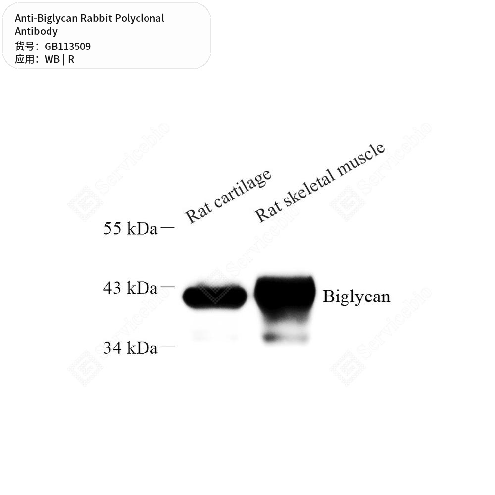 Антитела первичные, поликлональные кролика к Biglycan крысы, 100 мкл