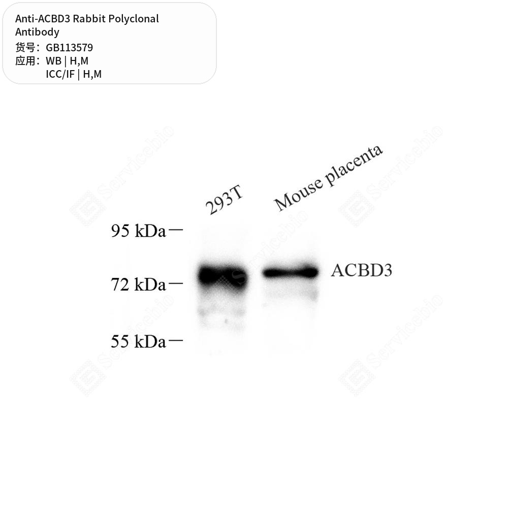 Антитела первичные, поликлональные кролика к ACBD3 мыши, человека, 50 мкл