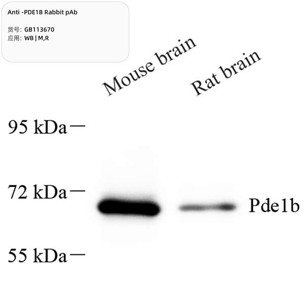 Антитела первичные, поликлональные, PDE1B, 100 мкл