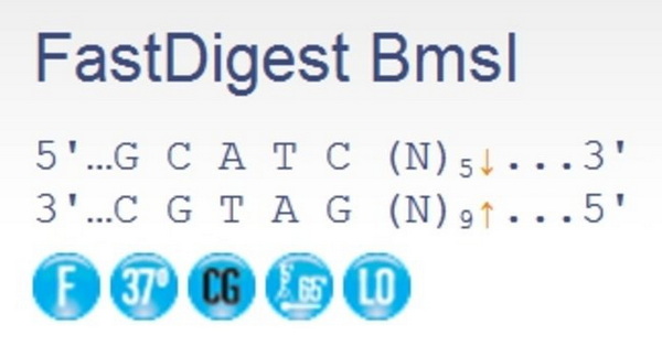Эндонуклеаза рестрикции ускоренного гидролиза FastDigest BmsI (IIs class), 20 реакций