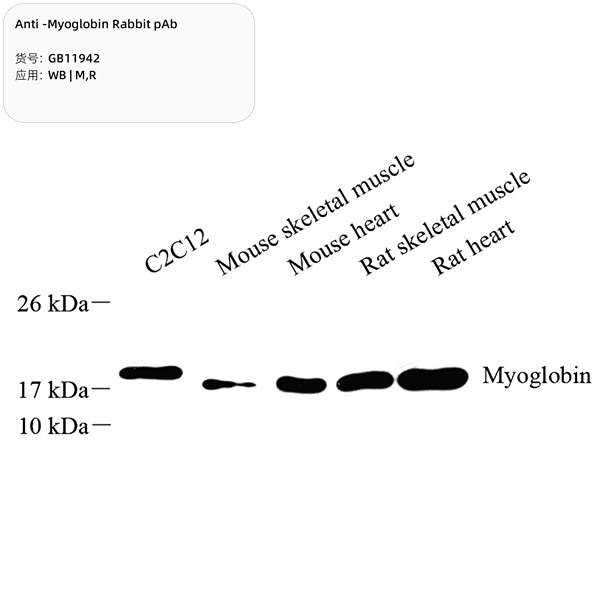 Антитела первичные, поликлональные, Myoglobin, 100 мкл
