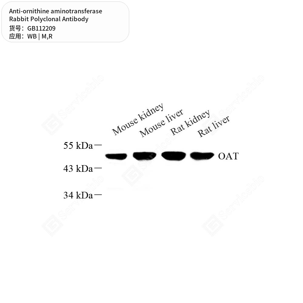 Антитела первичные, поликлональные кролика к ornithine aminotransferase крысы, мыши, 100 мкл