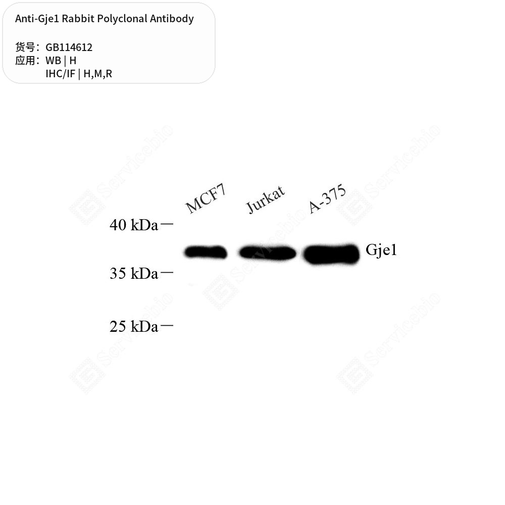 Антитела первичные, поликлональные кролика к Gje1 крысы, мыши, человека, 50 мкл