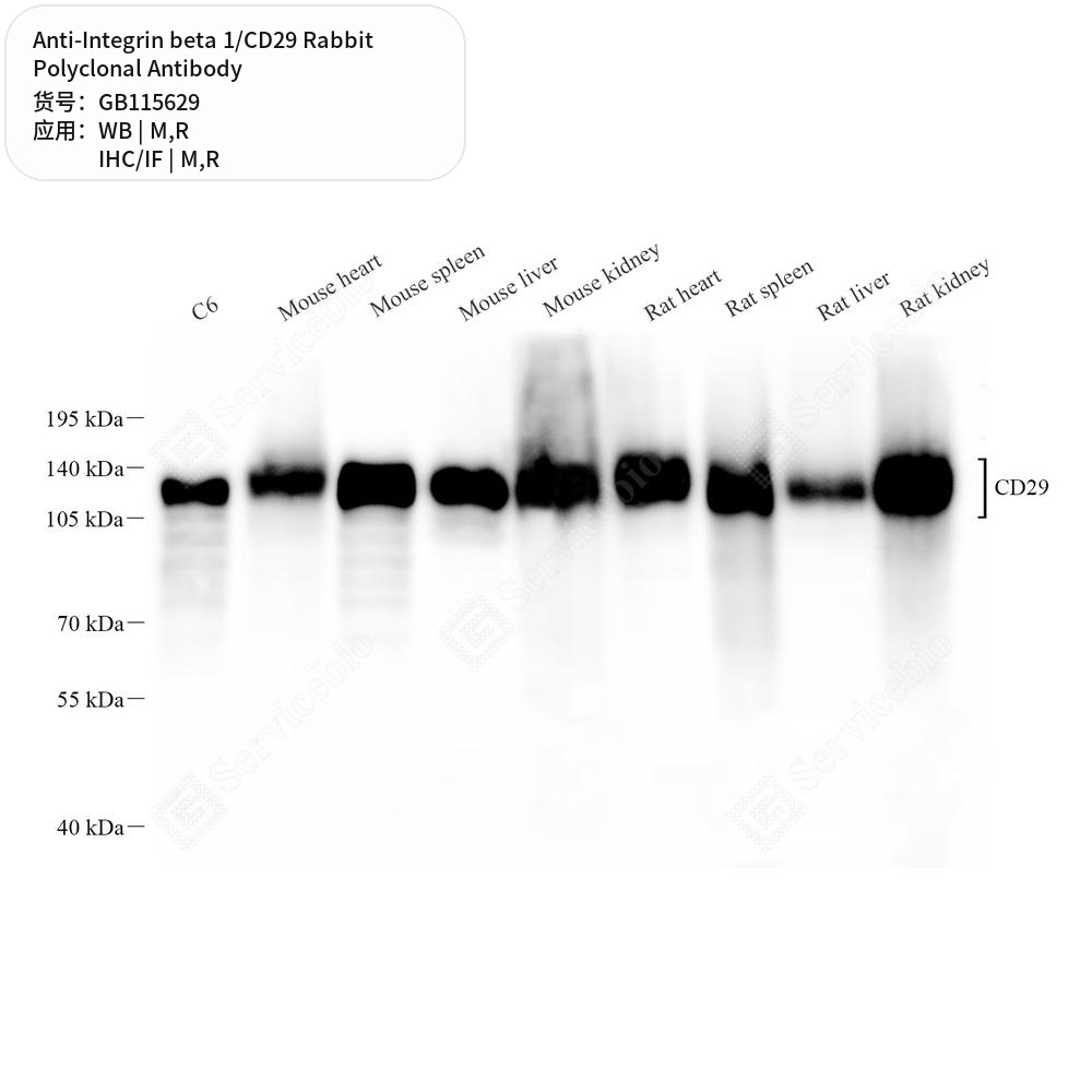 Антитела первичные, поликлональные кролика к Integrin beta 1/CD29 крысы, мыши, 50 мкл