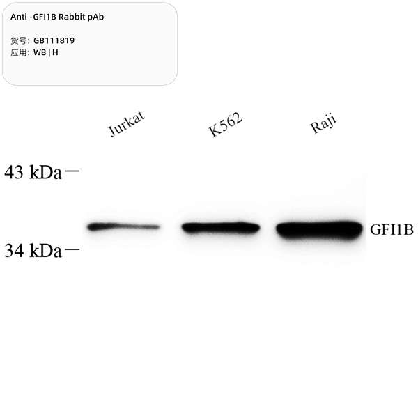 Антитела первичные, поликлональные, GFI1B, 100 мкл