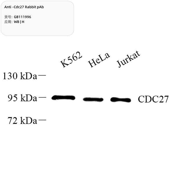 Антитела первичные, поликлональные, Cdc27, 100 мкл