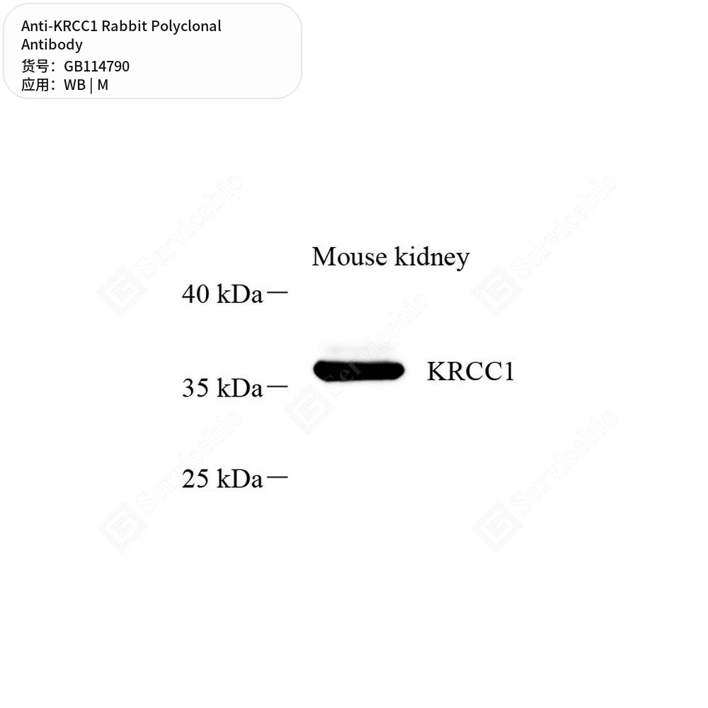 Антитела первичные, поликлональные кролика к KRCC1 мыши, 50 мкл
