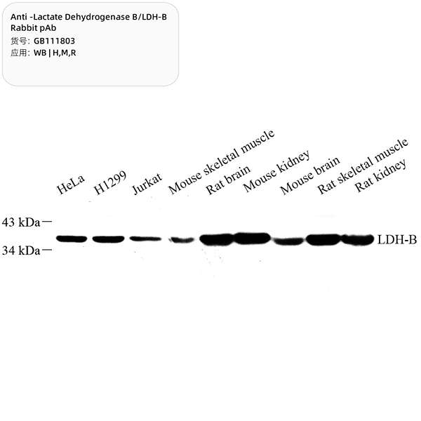 Антитела первичные, поликлональные, Lactate Dehydrogenase B/LDH-B, 100 мкл