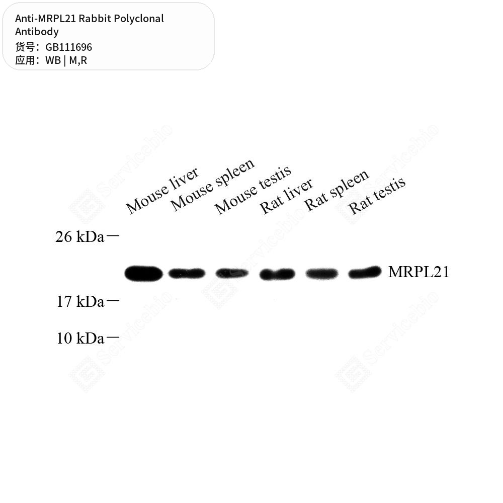 Антитела первичные, поликлональные кролика к MRPL21 крысы, мыши, 100 мкл