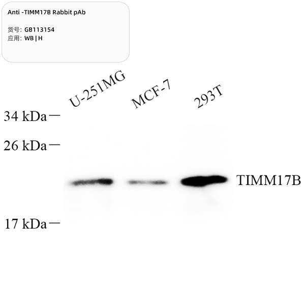 Антитела первичные, поликлональные, TIMM17B, 100 мкл