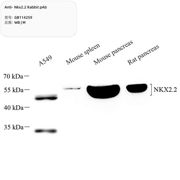 Антитела первичные, поликлональные, Nkx2.2, 100 мкл