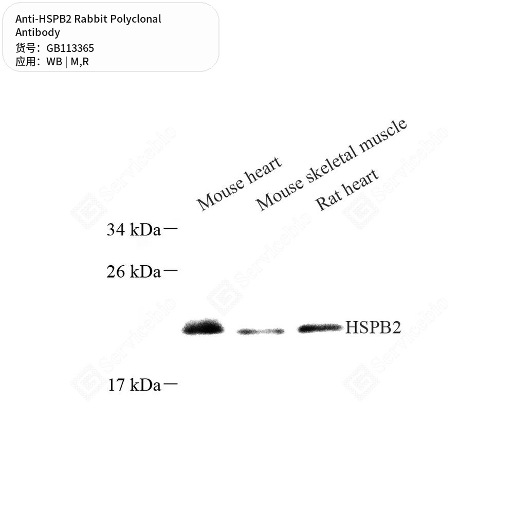 Антитела первичные, поликлональные кролика к HSPB2 крысы, мыши, 100 мкл