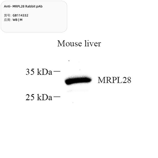 Антитела первичные, поликлональные, MRPL28, 100 мкл