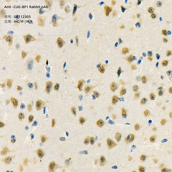 Антитела первичные, поликлональные, CUG-BP1, 100 мкл