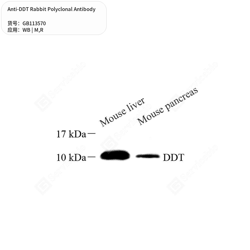 Антитела первичные, поликлональные кролика к DDT крысы, мыши, 100 мкл