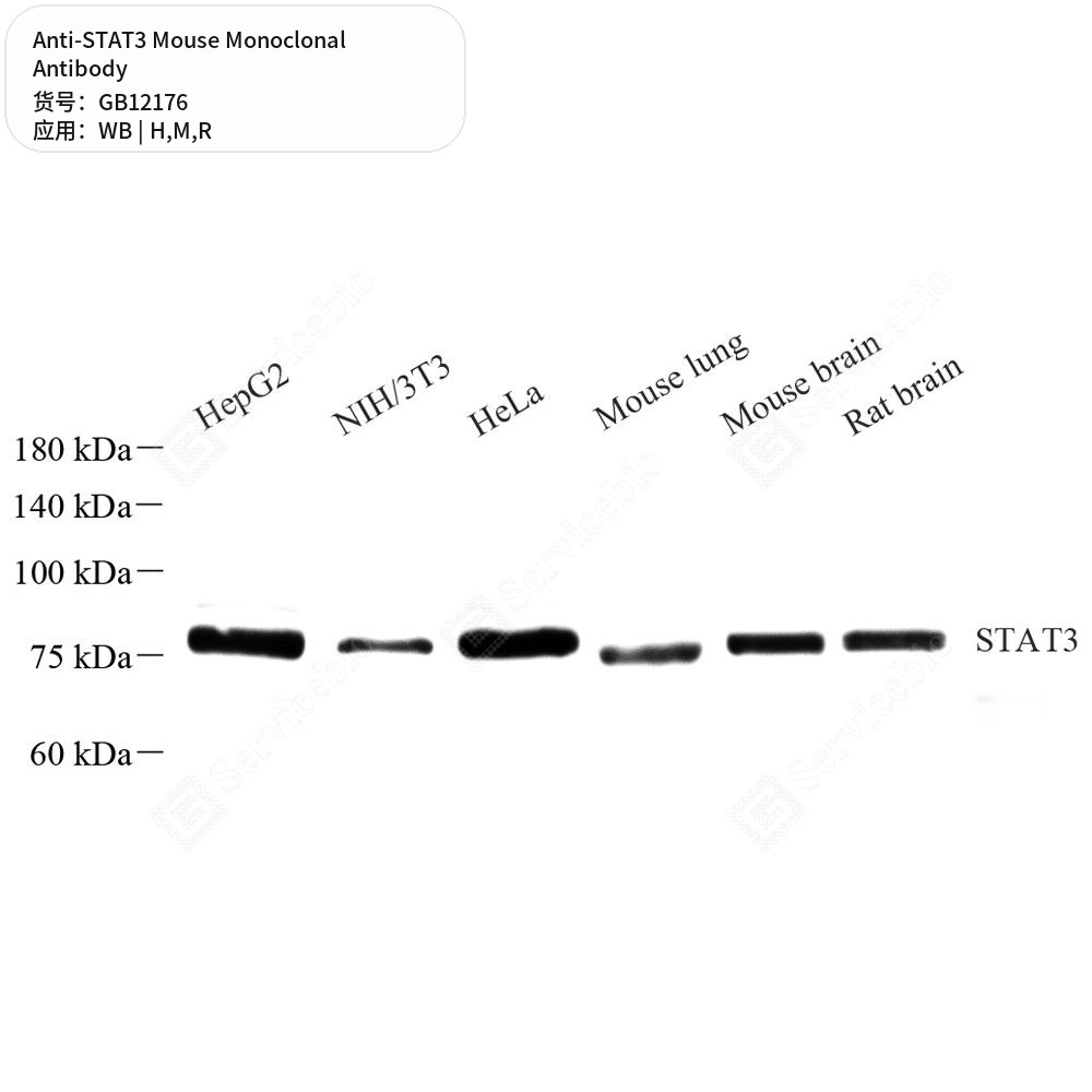 Антитела первичные, моноклональные мыши к STAT3 крысы, мыши, человека, 50 мкл