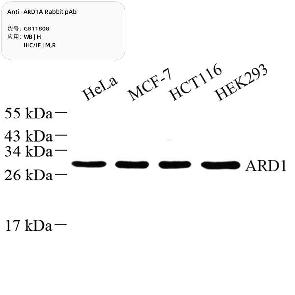Антитела первичные, поликлональные, ARD1A, 100 мкл