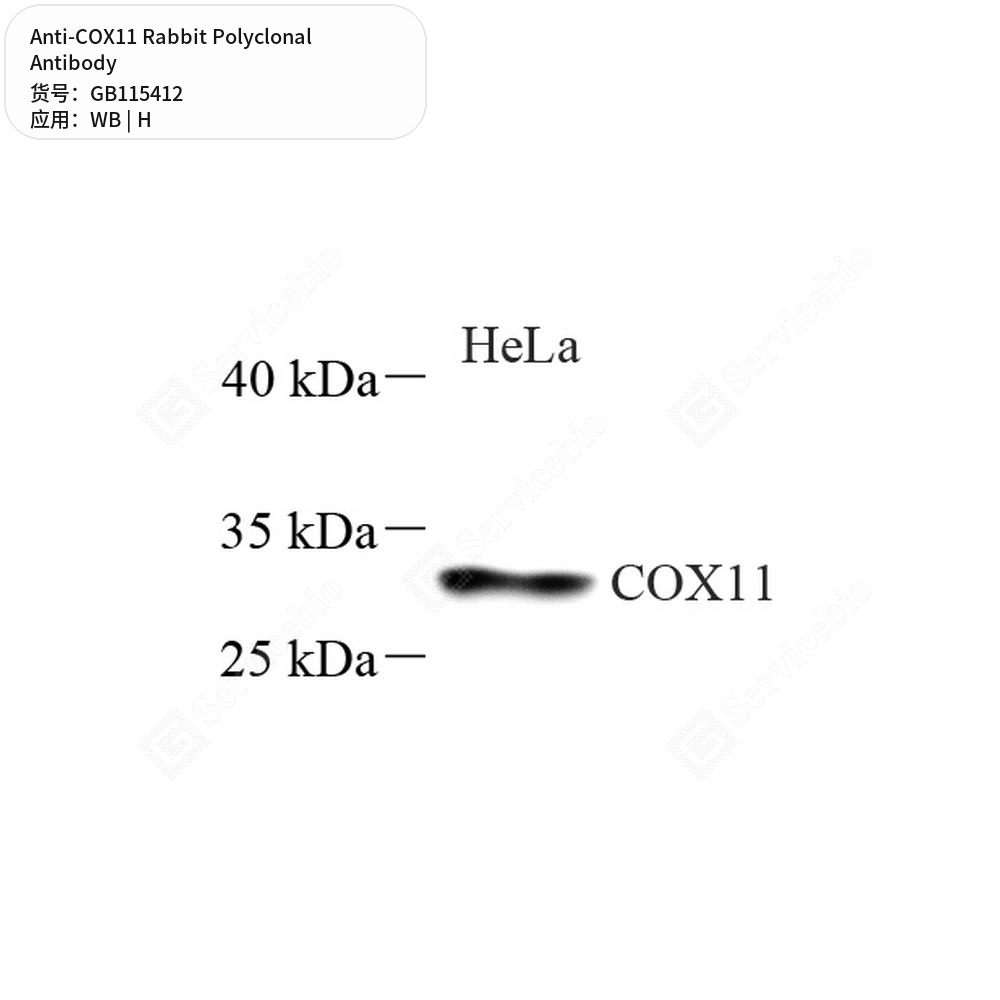 Антитела первичные, поликлональные кролика к COX11 человека, 100 мкл