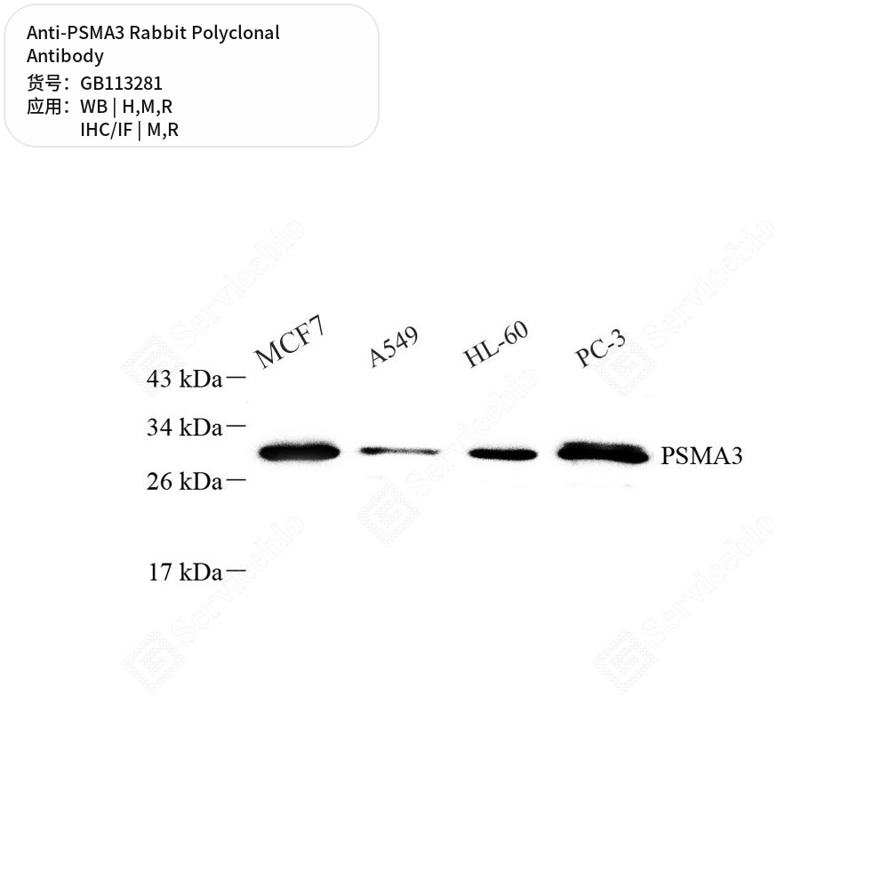 Антитела первичные, поликлональные кролика к PSMA3 крысы, мыши, человека, 50 мкл