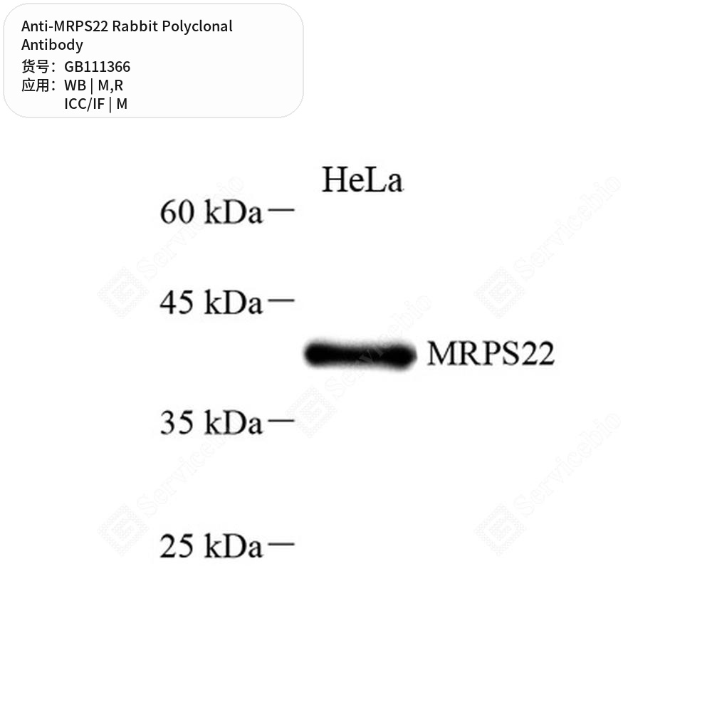 Антитела первичные, поликлональные кролика к MRPS22 крысы, мыши, 100 мкл