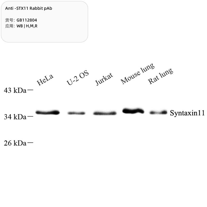Антитела первичные, поликлональные, STX11, 100 мкл