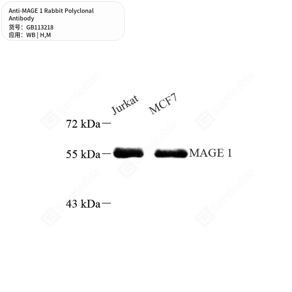 Антитела первичные, поликлональные кролика к MAGE 1 мыши, человека, 100 мкл