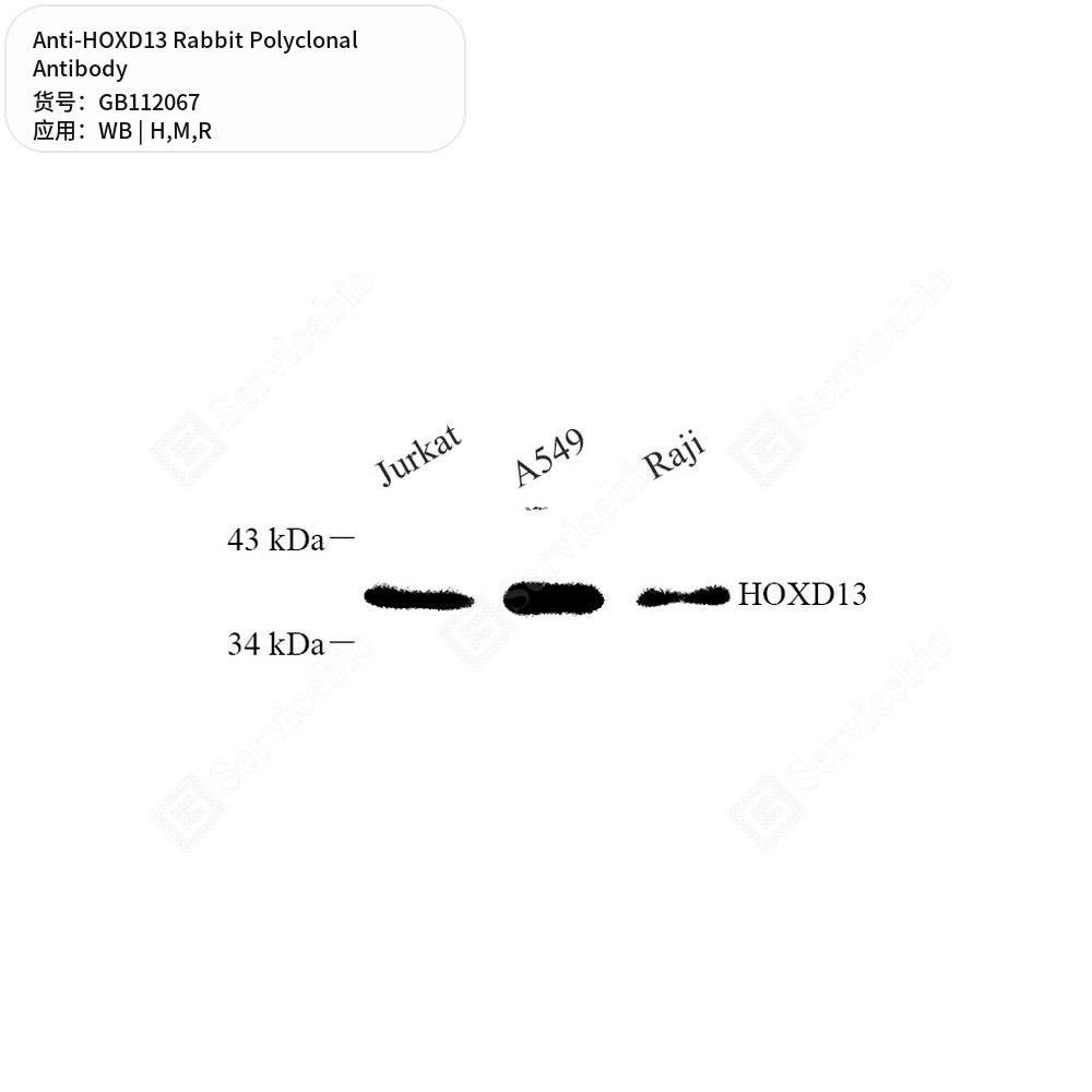 Антитела первичные, поликлональные кролика к HOXD13 крысы, мыши, человека, 100 мкл