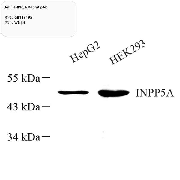 Антитела первичные, поликлональные, INPP5A, 100 мкл
