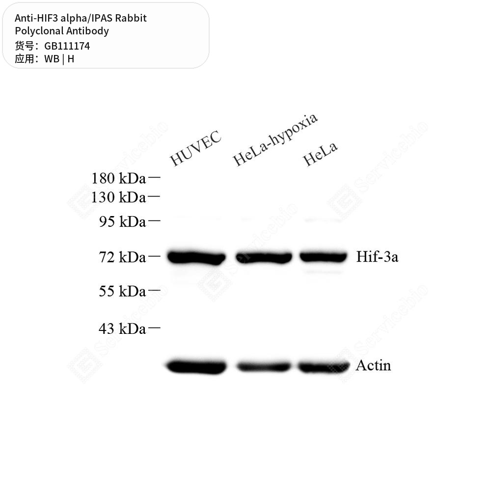 Антитела первичные, поликлональные кролика к HIF3 alpha/IPAS человека, 100 мкл