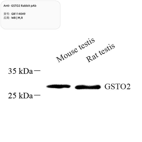 Антитела первичные, поликлональные, GSTO2, 100 мкл