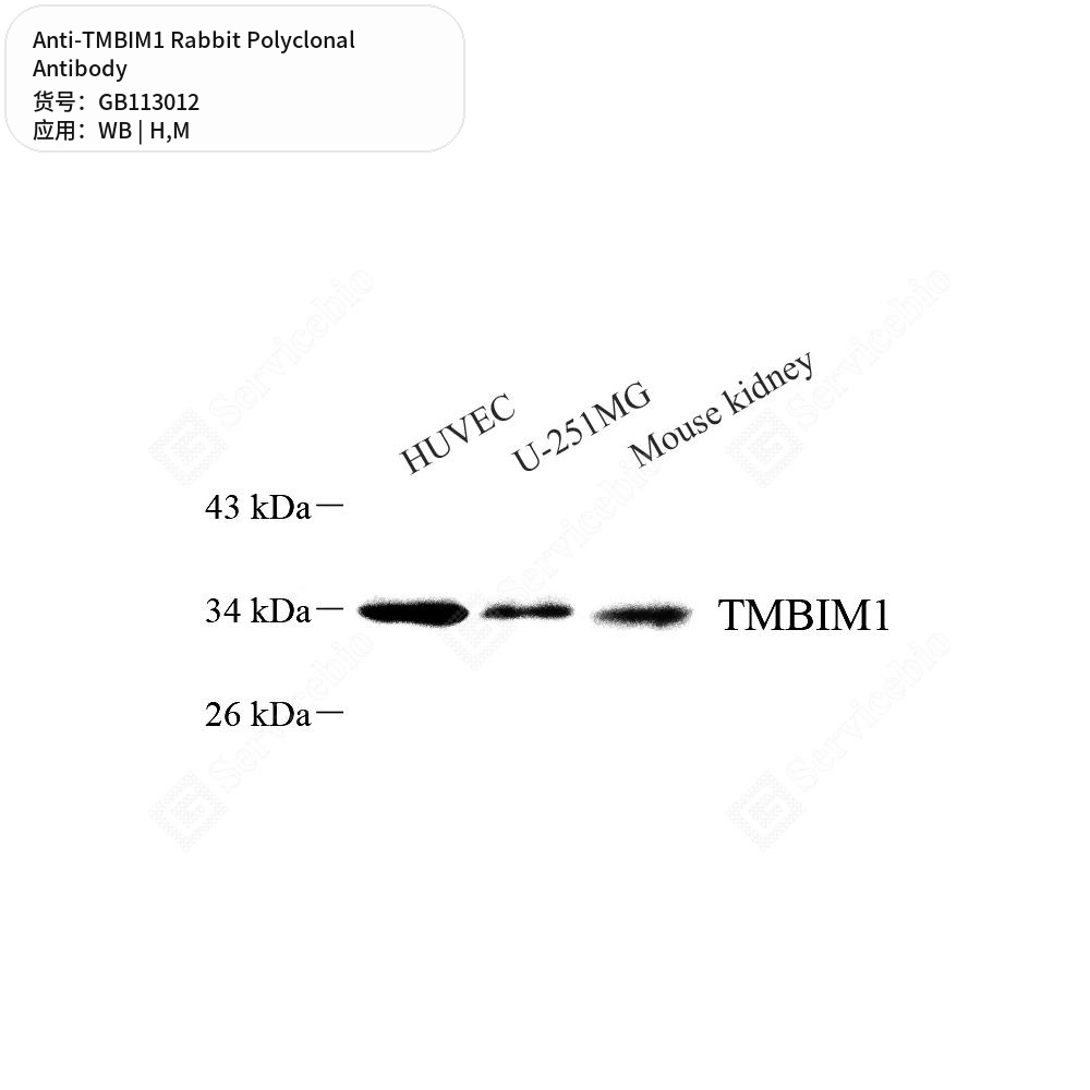 Антитела первичные, поликлональные кролика к TMBIM1 мыши, человека, 50 мкл