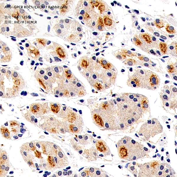 Антитела первичные, поликлональные, GPCR RDC1/CXCR-7, 100 мкл