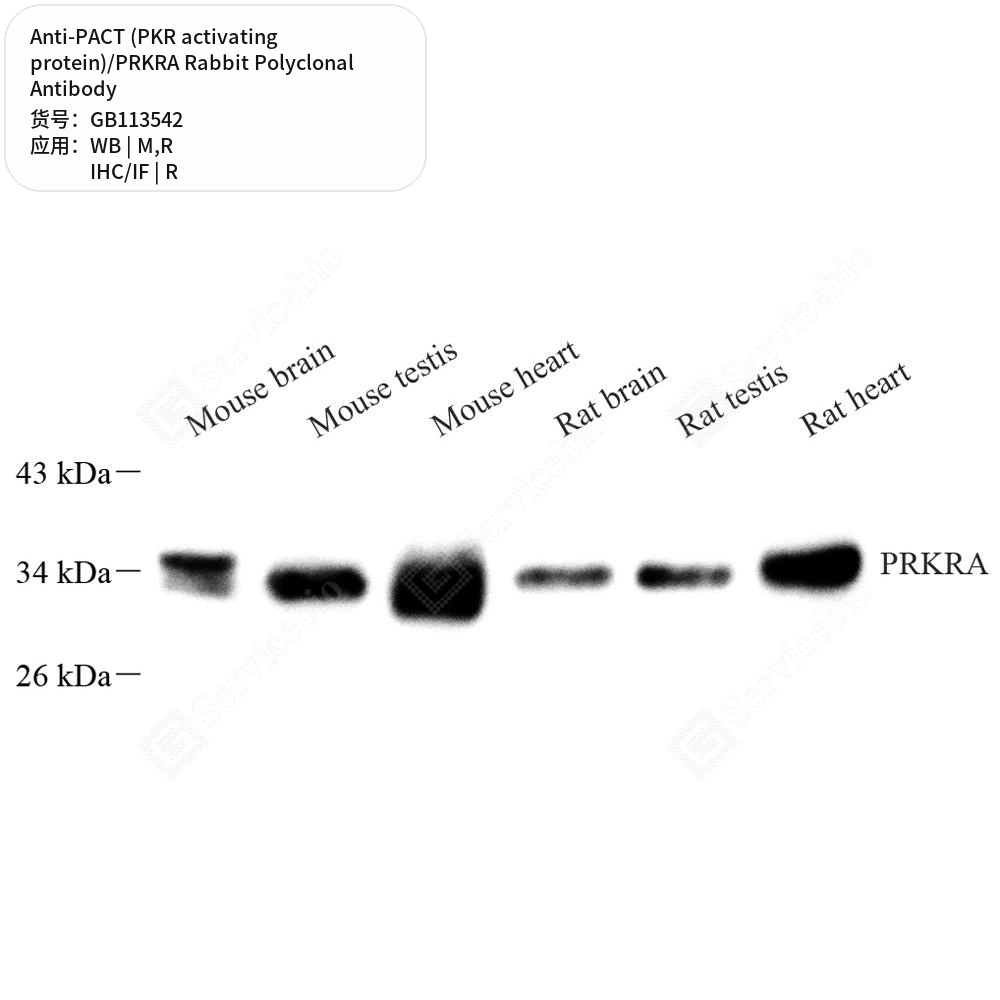 Антитела первичные, поликл. кролика к PACT (PKR activating protein)/PRKRA крысы, мыши, 50 мкл