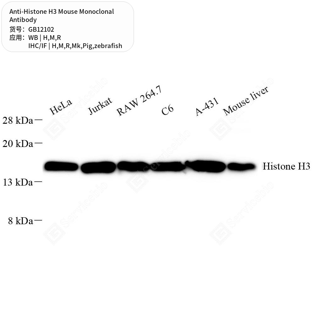 Антитела первичные, монок. мыши к Histone H3 Danio rerio, крысы, мыши, обез., свиньи, чел., 50 мкл
