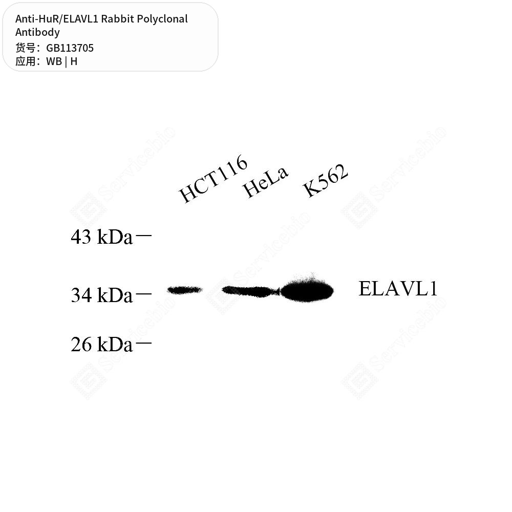 Антитела первичные, поликлональные кролика к HuR/ELAVL1 человека, 100 мкл