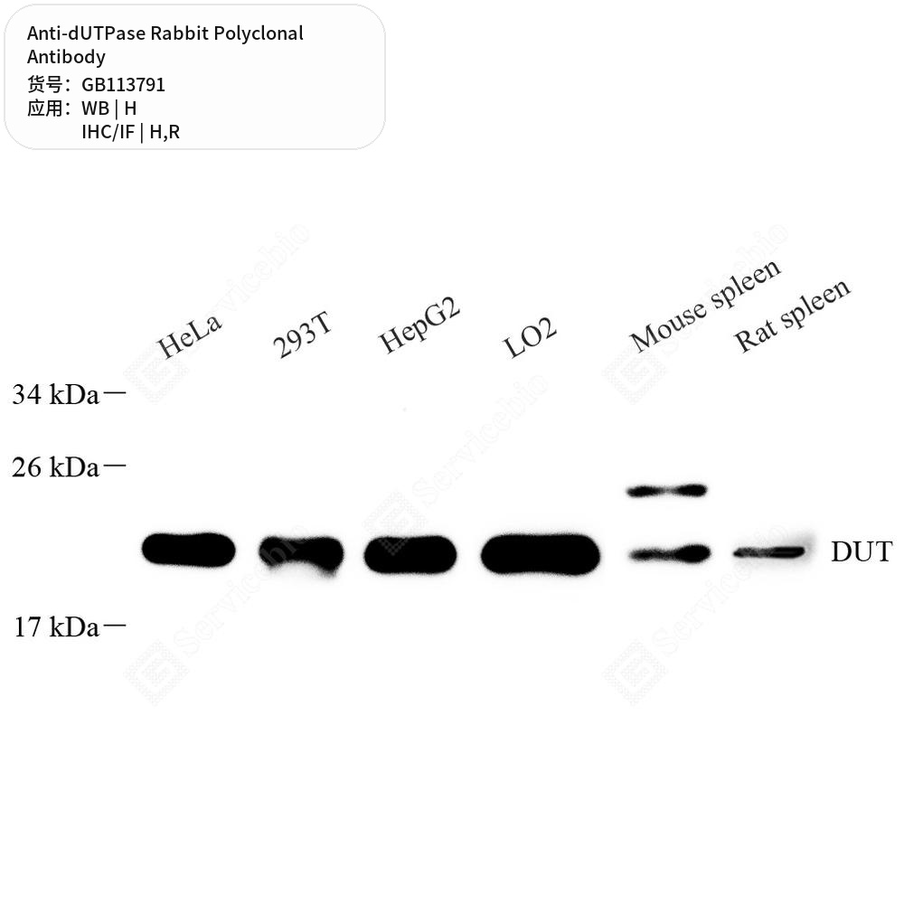 Антитела первичные, поликлональные кролика к dUTPase крысы, человека, 100 мкл