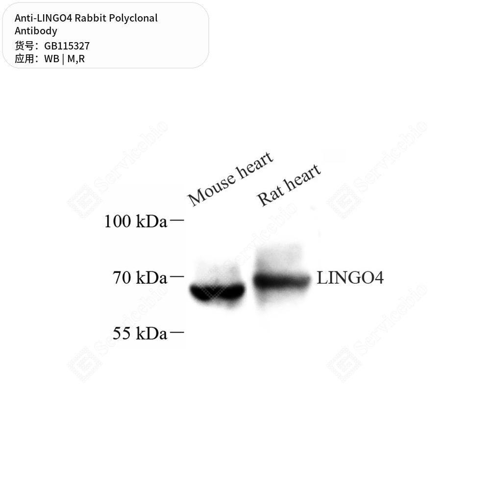 Антитела первичные, поликлональные кролика к LINGO4 крысы, мыши, 50 мкл