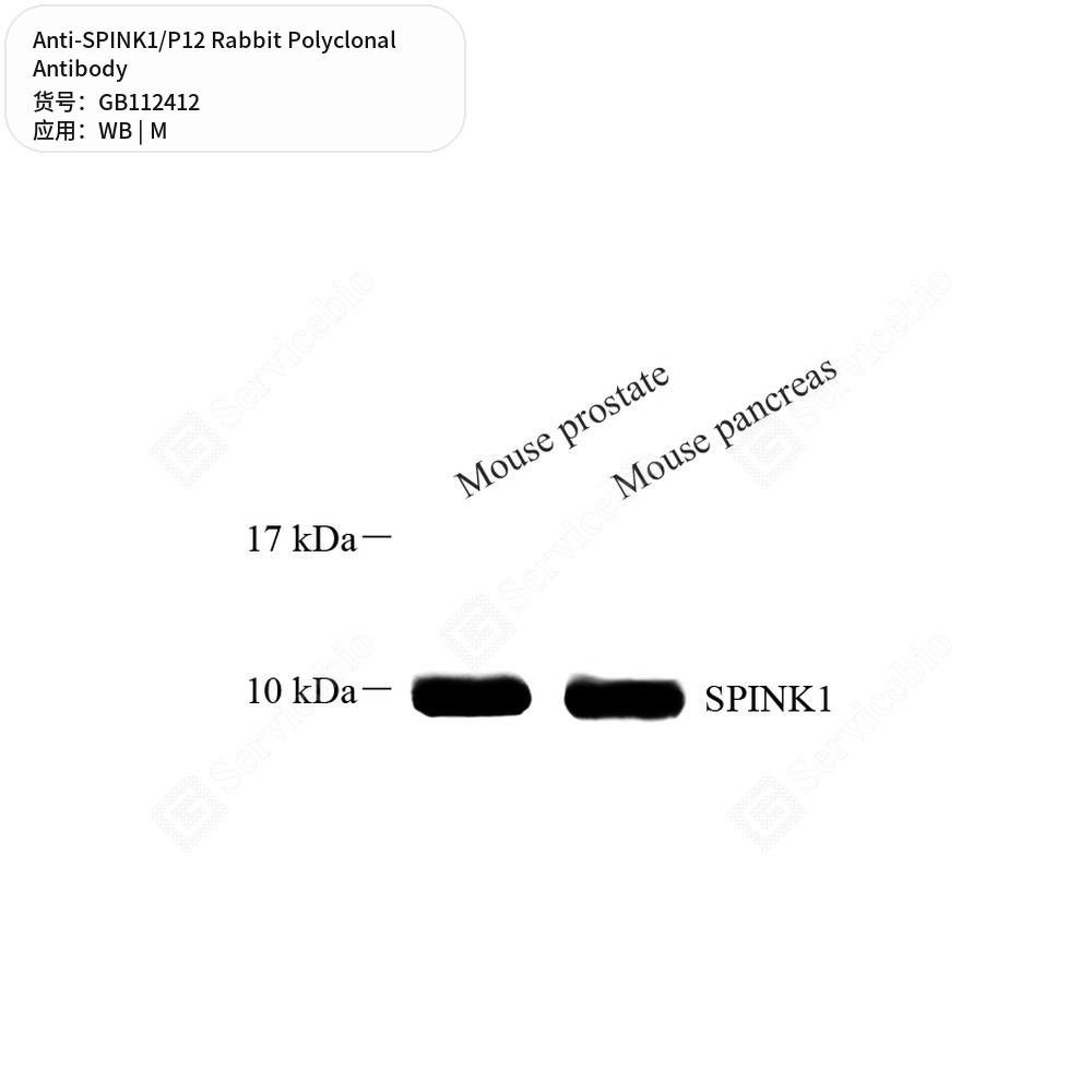 Антитела первичные, поликлональные кролика к SPINK1/P12 мыши, 100 мкл