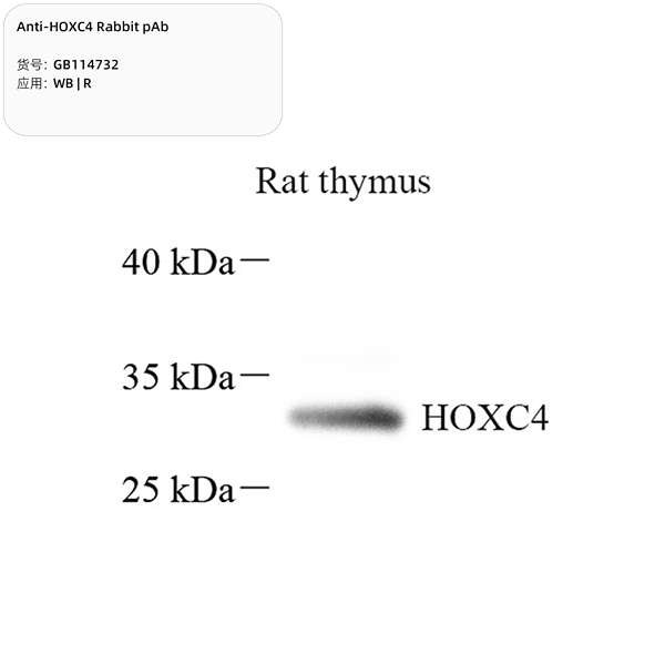 Антитела первичные, поликлональные, HOXC4, 100 мкл