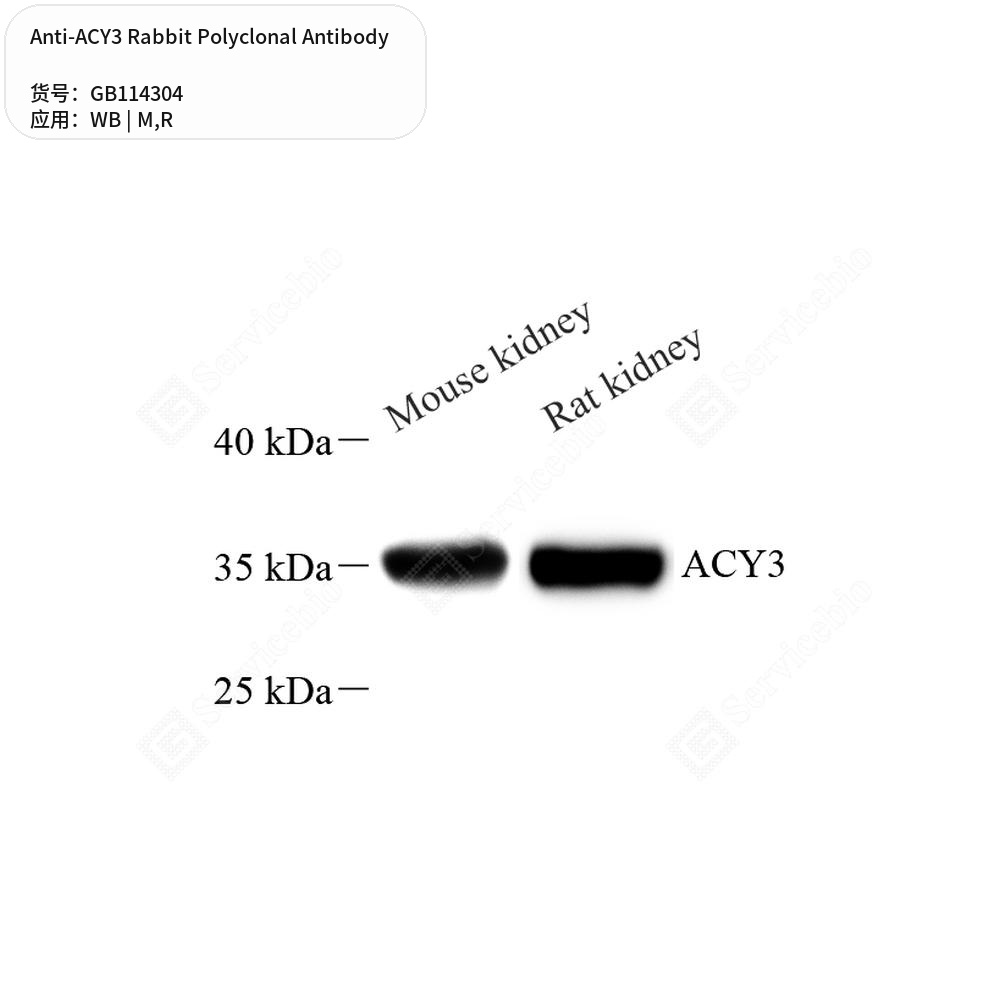 Антитела первичные, поликлональные кролика к ACY3 крысы, мыши, 50 мкл