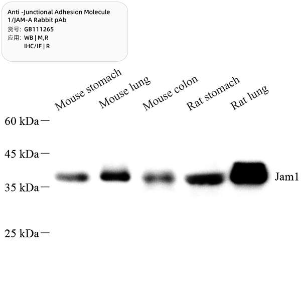 Антитела первичные, поликлональные, Junctional Adhesion Molecule 1/JAM-A, 100 мкл