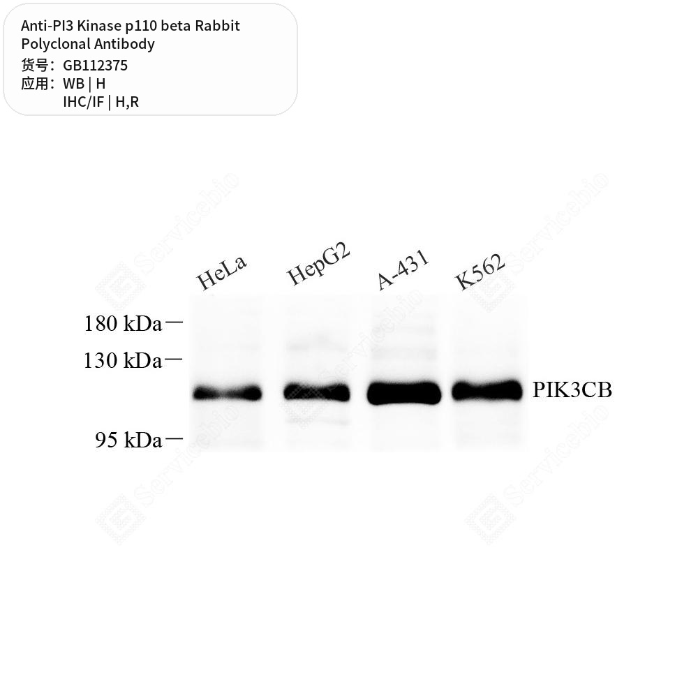 Антитела первичные, поликлональные кролика к PI3 Kinase p110 beta крысы, человека, 100 мкл